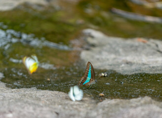 Butterflies in a waterfall at Khao Yai National Park  Thailand
