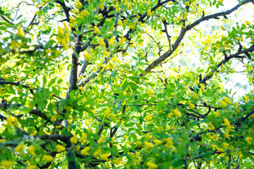 Fototapeta na wymiar Flowers of yellow acacia shrub. Blooming Caragan arborescenes tree