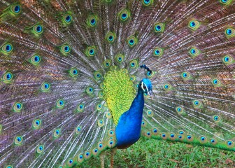 Naklejka premium peacock with feathers