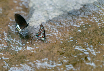 Butterflies in a waterfall at Khao Yai National Park  Thailand
