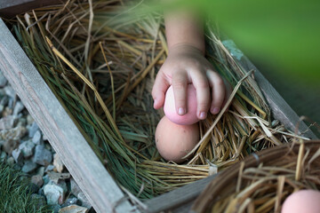 White egg in kid's hand, Kid picking egg from the hen's nest or basket