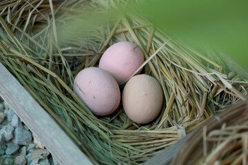 Three chicken eggs on the hay nest in wooden case