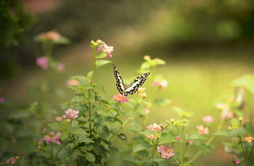 Butterfly on flower in the garden of morning time