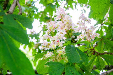 Foliage and flowers of Horse chestnut, Aesculus hippocastanum, Conker tree