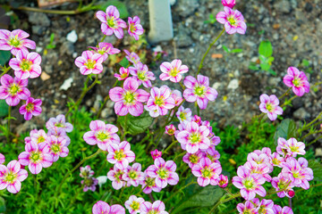 Obraz premium Small alpine pink flowers ground cover background