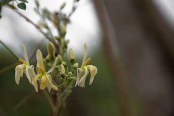 Moringa flowers blooming, revealing yellow pollen.