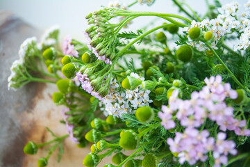 Meadow medical herbs - Chamomile and Achillea. Alternative medicine herbal grass © Koxae