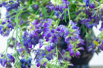Obraz premium Vicia cracca or tufted vetch, bird or blue vetch and boreal vetch