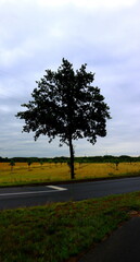 lonely tree in the field