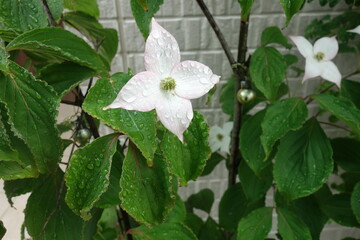 雨に濡れた白い山法師の花