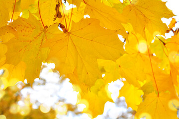 Beautiful golden maple leaves in autumn, selective focus