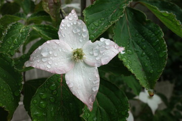 雨に濡れた白い山法師の花