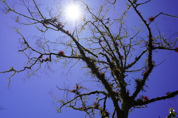 tree, sky, blue, nature, branch, branches, winter, trees, forest, autumn, silhouette, spring, wood, clouds, plant, landscape, black, natural, season, bare