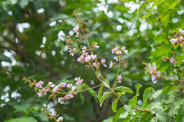 Fototapeta premium Pastel purple flower of Bungor tree