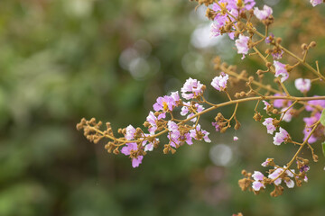 Pastel purple flower of Bungor tree