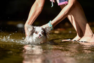 浅瀬で泳ぐチワワ