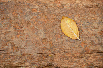 Dried bay leaves. Old wooden surface in the background. Close up.