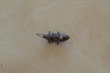 Bug On Its Back