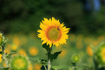 Sunflowers on a rural farm