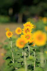 Sunflowers on a rural farm