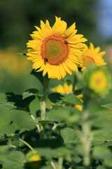 Sunflowers on a rural farm