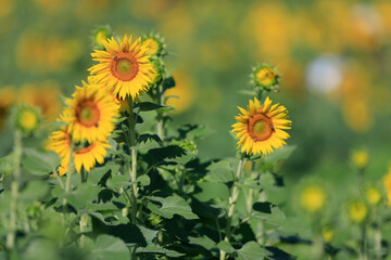 Sunflowers on a rural farm