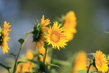 Sunflowers on a rural farm