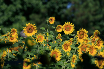 Sunflowers on a rural farm