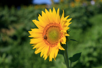 Sunflowers on a rural farm
