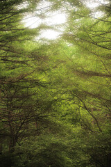 Fototapeta premium 針葉樹林 