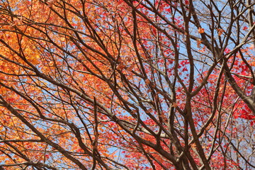 Beautiful red maples blazes brightly in sunny day before it falls for autumn, South Korea