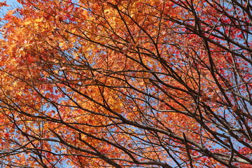 Beautiful red maples blazes brightly in sunny day before it falls for autumn, South Korea