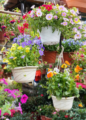 Naklejka premium colourful petunia flowers hanging in garden