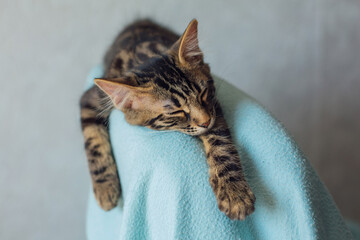 Little charcoal longhair bengal kitty laying on the backrest of an armchair at home