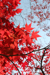 Fototapeta premium Beautiful red maples blazes brightly in sunny day before it falls for autumn, South Korea