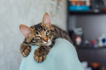 Little charcoal longhair bengal kitty laying on the backrest of an armchair at home