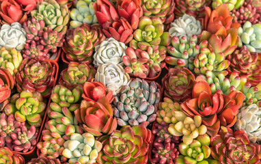 Miniature succulent plants (succulent cactus) at the garden