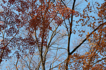 Beautiful mixed of green, yellow, orange and red maples blazes brightly in sunny day before it falls for autumn, South Korea