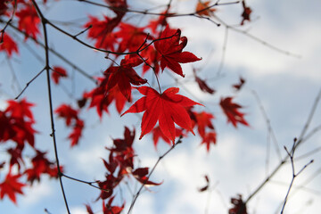 Beautiful red maples blazes brightly in sunny day before it falls for autumn, South Korea