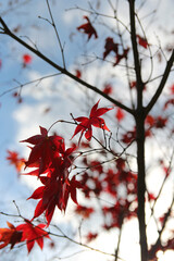 Beautiful red maples blazes brightly in sunny day before it falls for autumn, South Korea