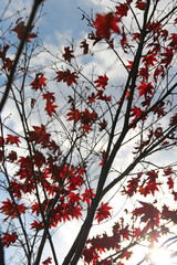 Beautiful red maples blazes brightly in sunny day before it falls for autumn, South Korea