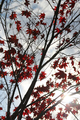 Beautiful red maples blazes brightly in sunny day before it falls for autumn, South Korea