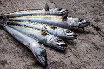 fresh fish on the market