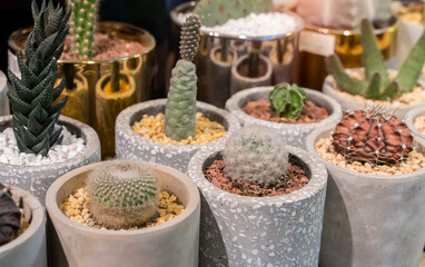 Cactus succulents in a planter garden.