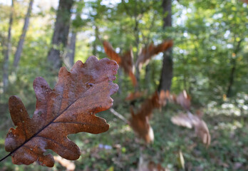 Dry oak tree leaf fallen to the ground. The photo was taken in autumn.