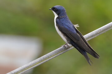 bird, nature, wildlife, animal, wild, branch, tree, beak, blue, green, colorful, feather, wing, red, birds, starling, feathers, garden, avian, twig, small, white, songbird, black, nuthatch