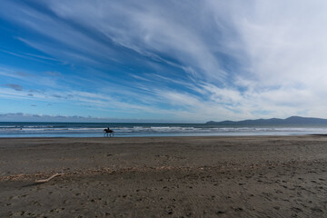A horse being ridden along the beach with a view of Kapiti Island in New Zealand 