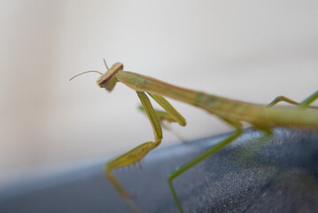 Praying mantis out for a stroll