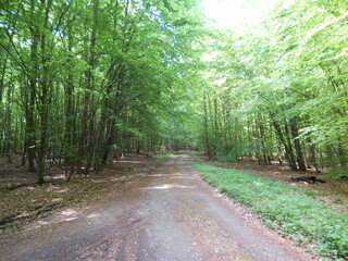 Obraz premium road in the forest