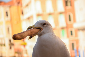 A seagull holds bread in his mouth. Buildings illuminated by light in the background